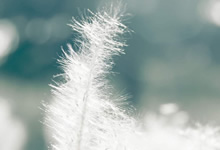 比利时游泳选手勇夺头名，实力浑厚